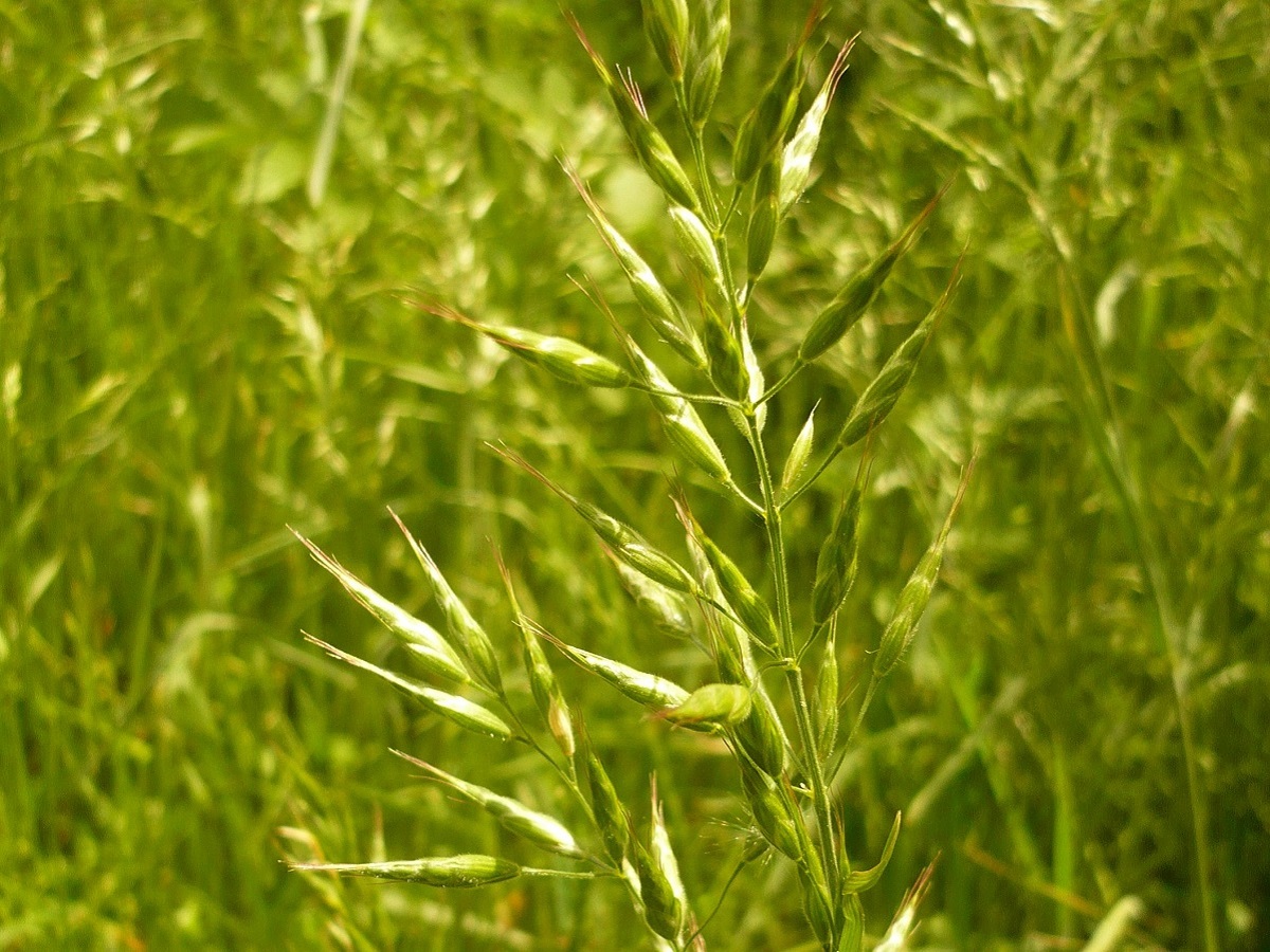 Bromus hordeaceus subsp. hordeaceus (Poaceae)